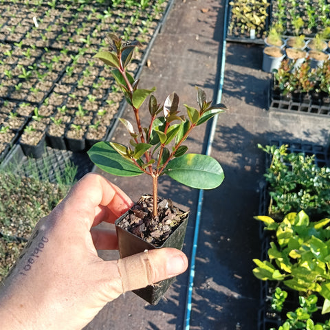 Syzygium "Elite" Mini Tube
