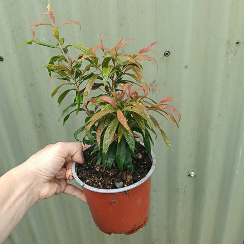Callistemon "Great Balls of Fire" 130mm pot LOCALS ONLY