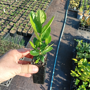 Feijoa sellowiana "Feijoa" or "Pineapple Guava" Mini Tube