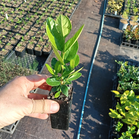 Feijoa sellowiana "Feijoa" or "Pineapple Guava" Mini Tube