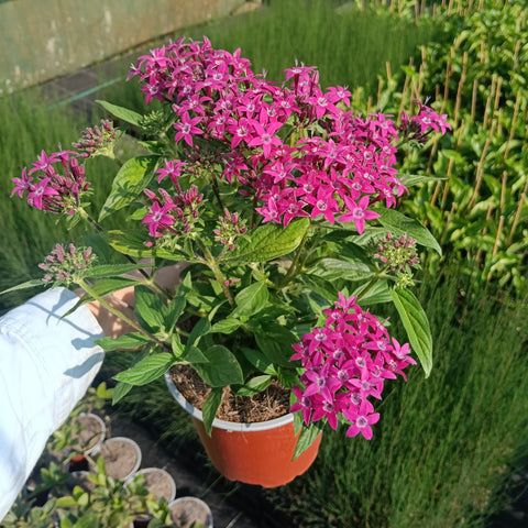 Pentas lanceolata 'Hot Pink' 130mm pot LOCALS ONLY