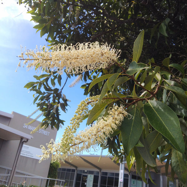 Buckinghamia celsissima "Ivory Curl Tree" 130mm pot LOCALS ONLY