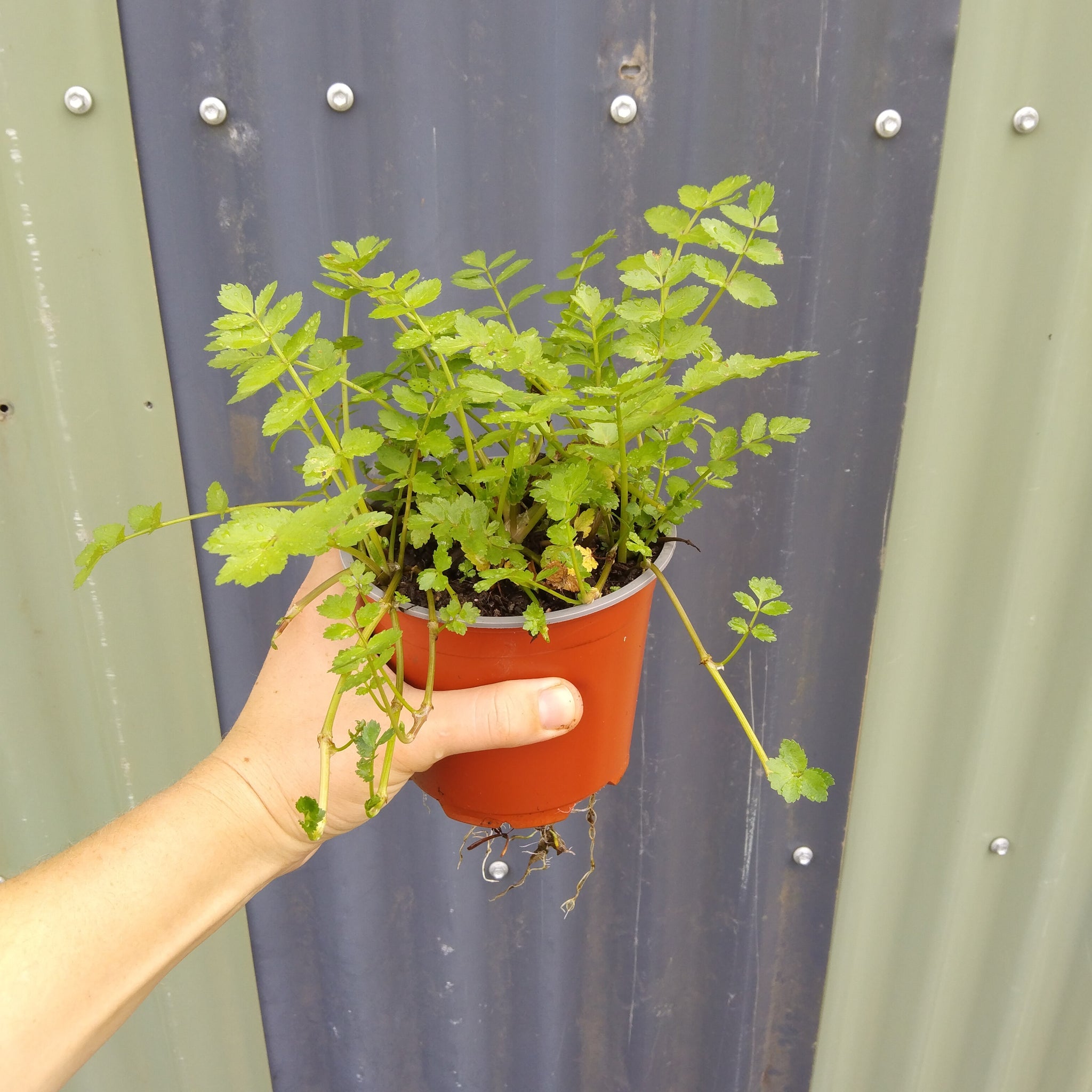 Aethionema cordifolium "Lebanese Cress" in a 130mm pot.