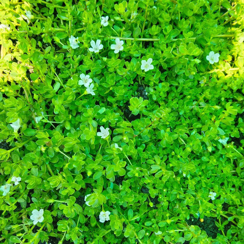 Bacopa monnieri "Brahmi" growing as a groundcover with small vibrant green leaves and cute white flowers.