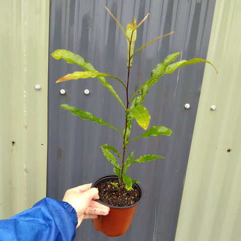 Buckinghamia celsissima "Ivory Curl Tree" in a 130mm pot.