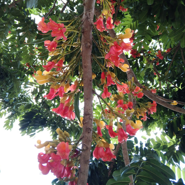 The beautiful red/yellow flowers of Castanospermum australe "Black Bean".