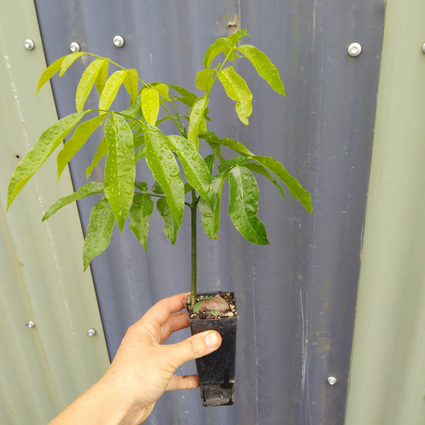 Castanospermum australe "Black Bean" in 50mm forestry tubestock.