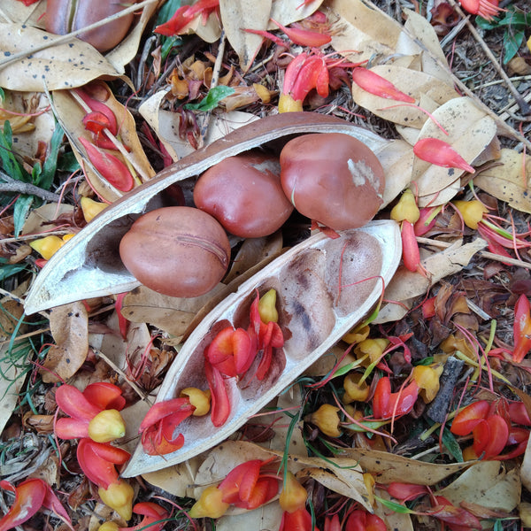 The flowers & seed pod of Castanospermum australe "Black Bean".