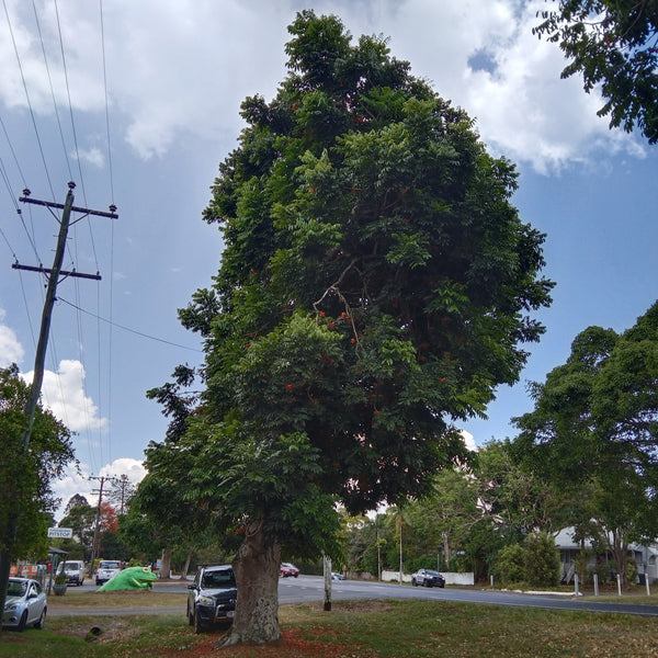 Castanospermum "Black Bean" tree.