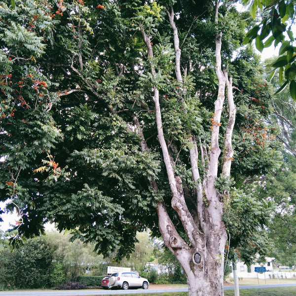 Castanospermum australe "Black Bean"