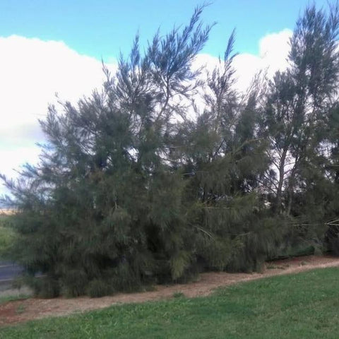 Casuarina cunninghamiana "River She Oak", planted as a windbreak. The foliage is fine and the tops are swaying in the breeze.