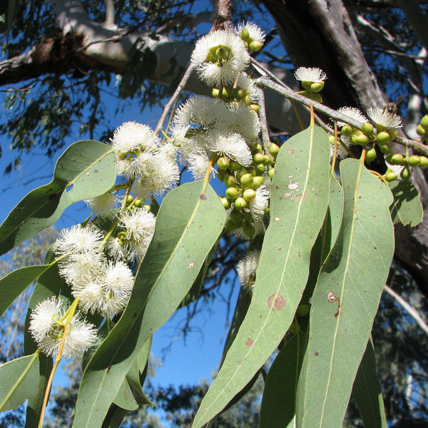 Eucalyptus camaldulensis "River Red Gum"