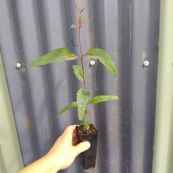 Eucalyptus camaldulensis "River Red Gum"