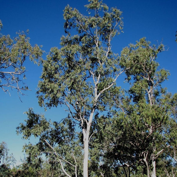 Eucalyptus camaldulensis "River Red Gum"