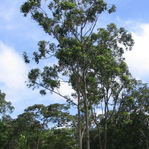 Eucalyptus pellita "Red Mahogany"