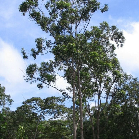Eucalyptus pellita "Red Mahogany"