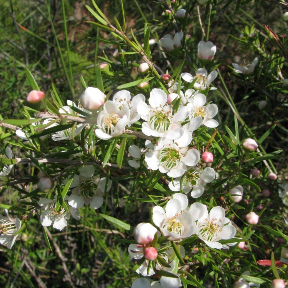 The small white flowers of Leptospermum polygalifolium "Jellybush". The buds are tinged with pink and open to display pure white round petals.