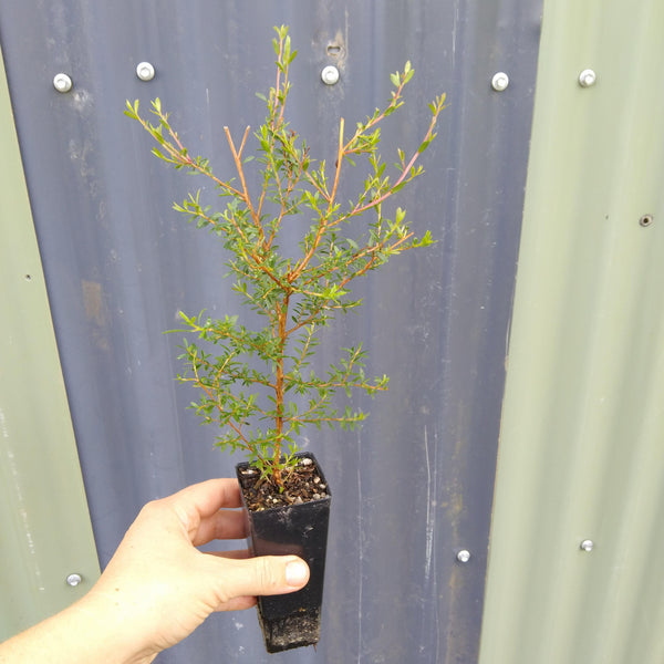 Leptospermum polygalifolium "Jellybush" in 50mm forestry tubestock.