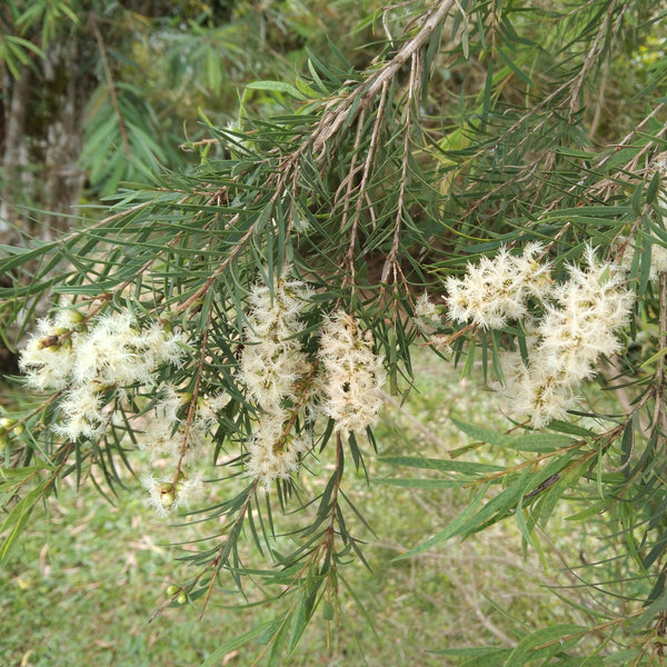 The creamy white, fluffy flowers of Melaleuca alternifolia "Tea Tree".