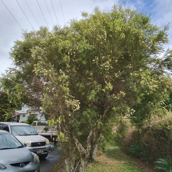 A mature Melaleuca alternifolia "Tea Tree" on a suburban street, showing off it's papery bark and creamy white flowers.