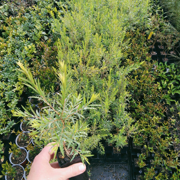 Melaleuca alternifolia "Tea Tree" in 50mm forestry tubestock.
