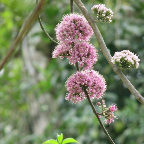 The pink, puffy flowers of Melicope elleryana "Pink Euodia". The flowers are produced in clusters from a small stalk which grows directly off the branches.