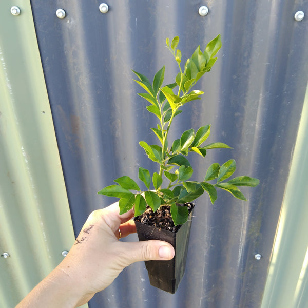 Murraya paniculata "Mock Orange" in 50mm forestry tubestock