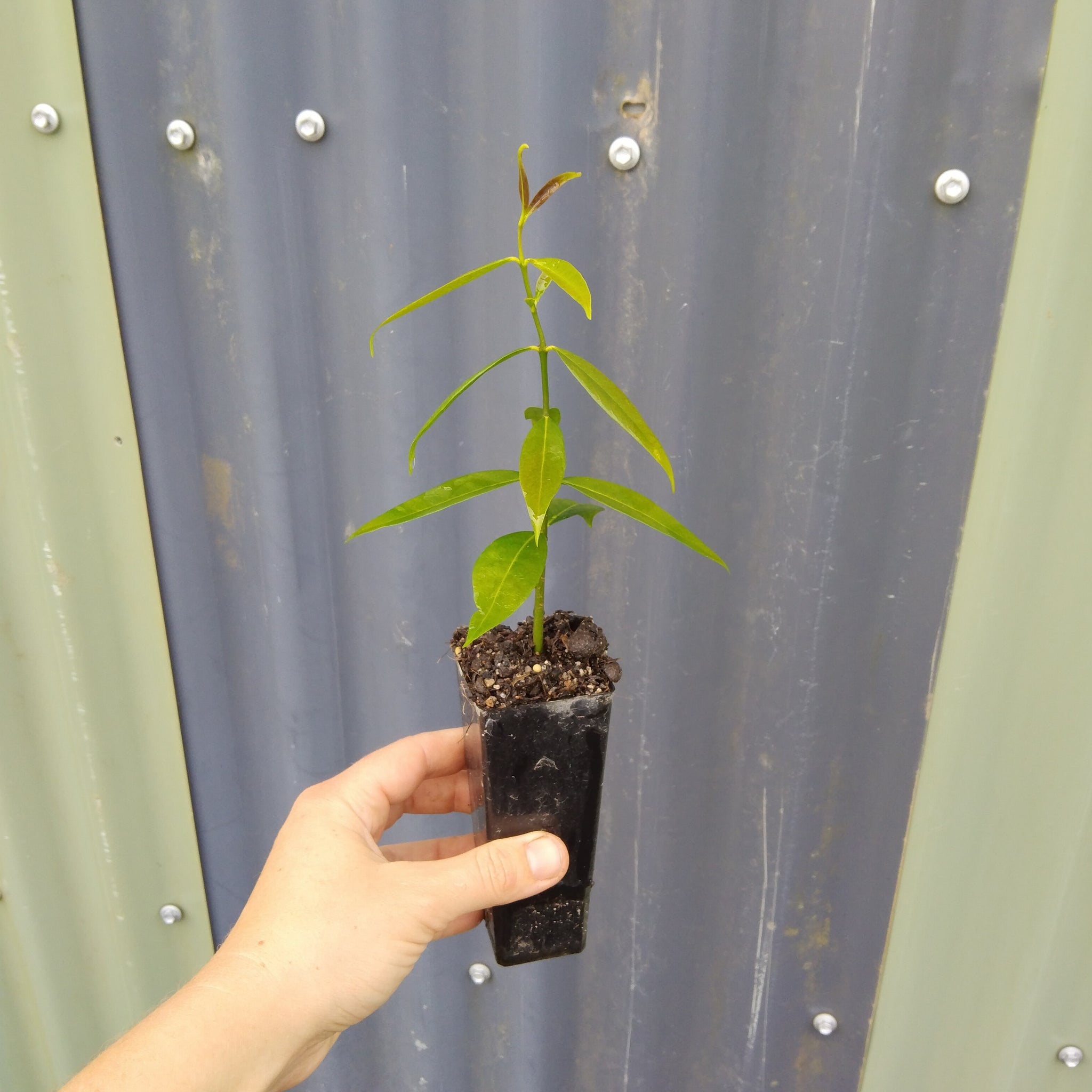 Phaleria clerodendron "Scented Daphne" in 50mm forestry tubestock.
