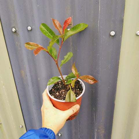 Photinia "Red Robin" in a 130mm pot.
