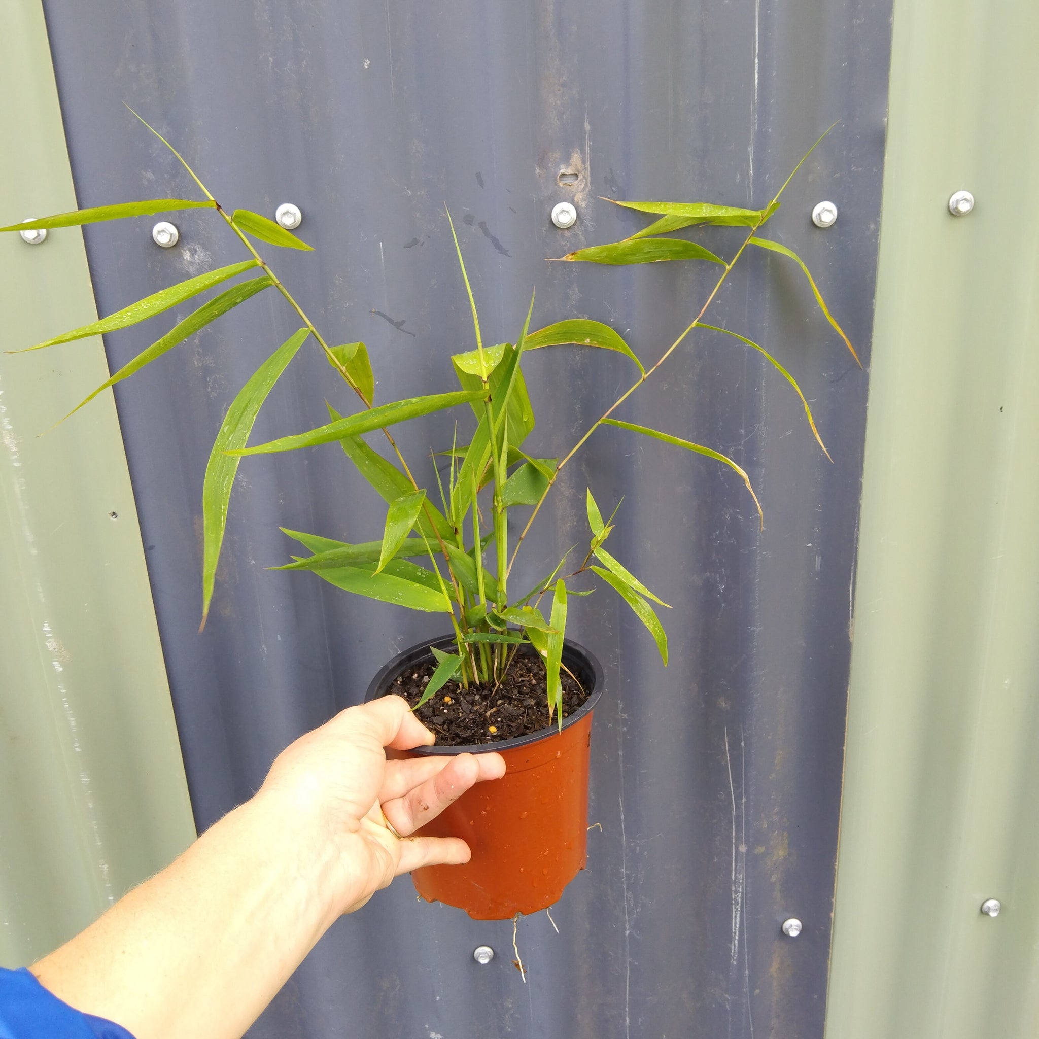 Thysanolaena maxima "Tiger Grass" in 130mm pot.