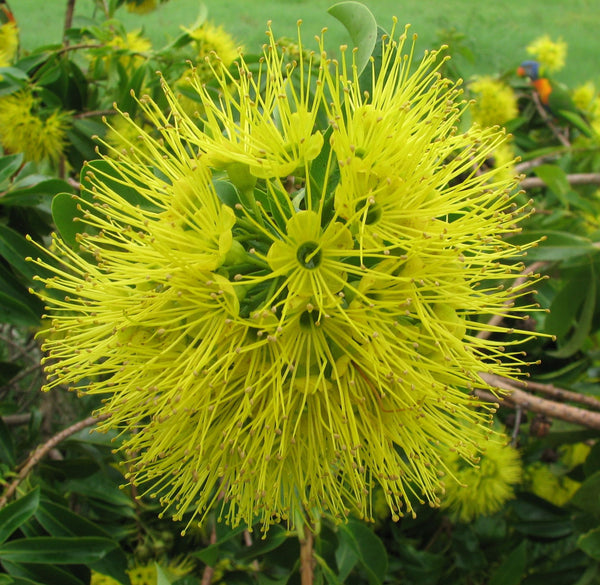 The large bright yellow flower cluster of Xanthostemon "Little Goldie". There is a rainbow lorikeet in the background.