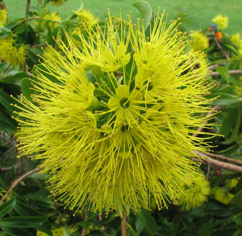 The large bright yellow flower cluster of Xanthostemon "Little Goldie". There is a rainbow lorikeet in the background.