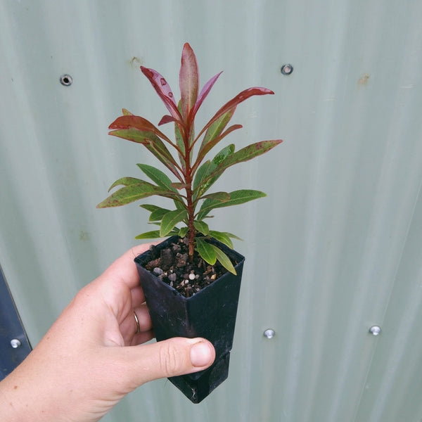 Xanthostemon "Little Goldie" in 50mm forestry tubestock.